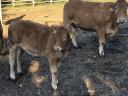 Pregnant limousine with calf for sale