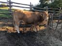 Pregnant limousine with calf for sale