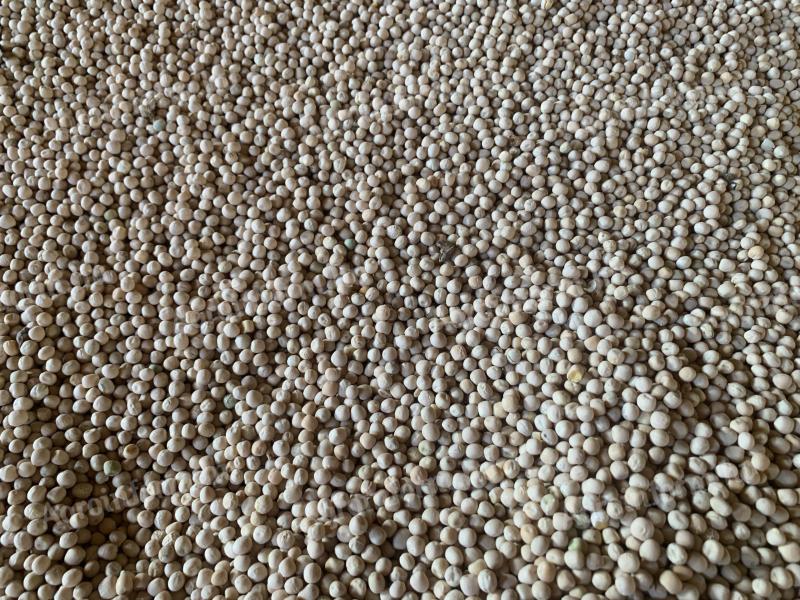 Yellow peas for sale