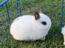 Dutch dwarf rabbit for sale