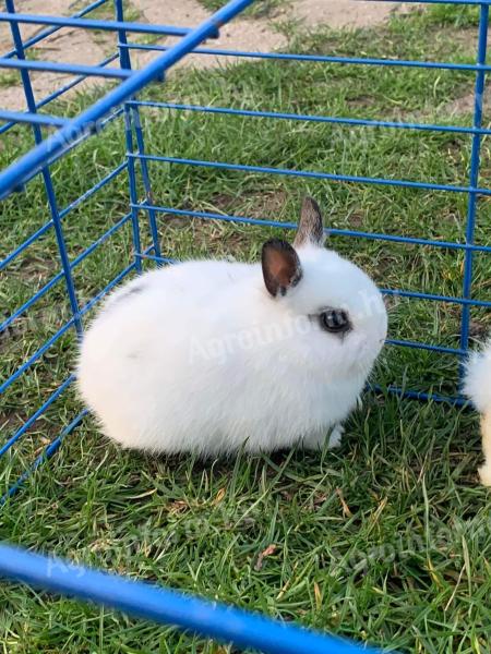 Dutch dwarf rabbit for sale