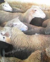 Sheep for sale