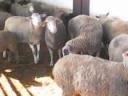 Sheep for sale