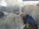 Sheep for sale