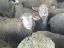 Sheep for sale