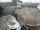 Sheep for sale