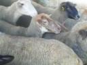 Sheep for sale