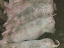 Nice piglets for sale