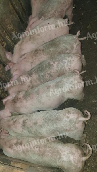 Nice piglets for sale