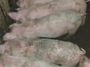 Nice piglets for sale