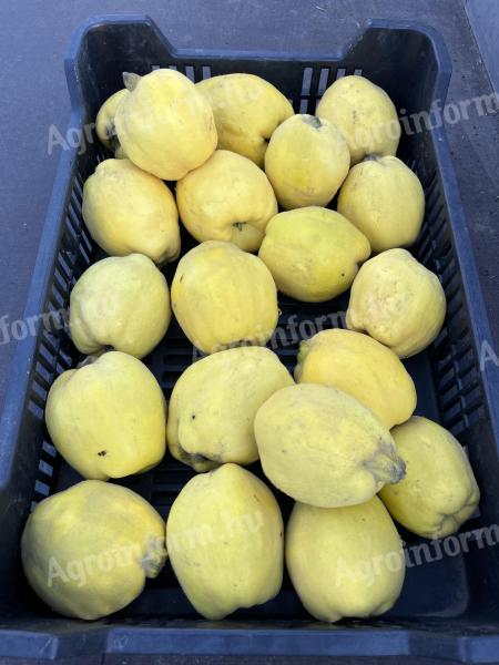 Quince for sale