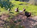 Araucana family 2x5, modrá vejce, hledá nového milujícího majitele