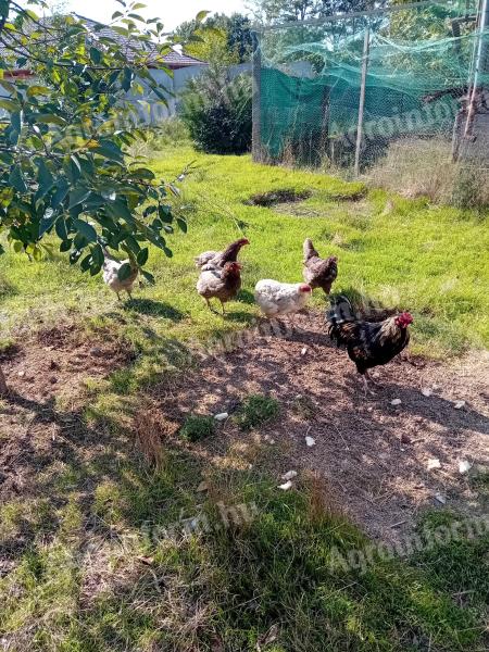 Araucana family 2x5, blue eggs, looking for a new loving owner