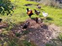 Araucana family 2x5, blue eggs, looking for a new loving owner