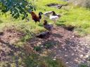 Familia Araucana 2x5, ouă albastre, caută un nou stăpân iubitor