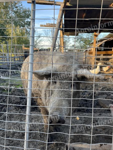 Mangalica eviscerată de vânzare