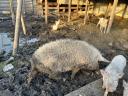 Mangalica eviscerată de vânzare