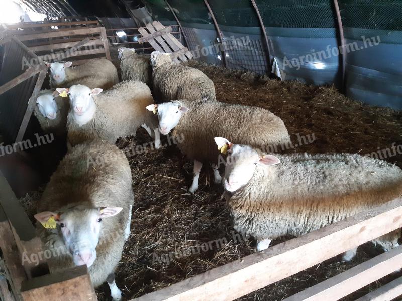 Berrichon du Cher pedigree rams for sale