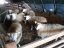 Berrichon du Cher pedigree rams for sale