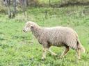 Lamb baskets for sale