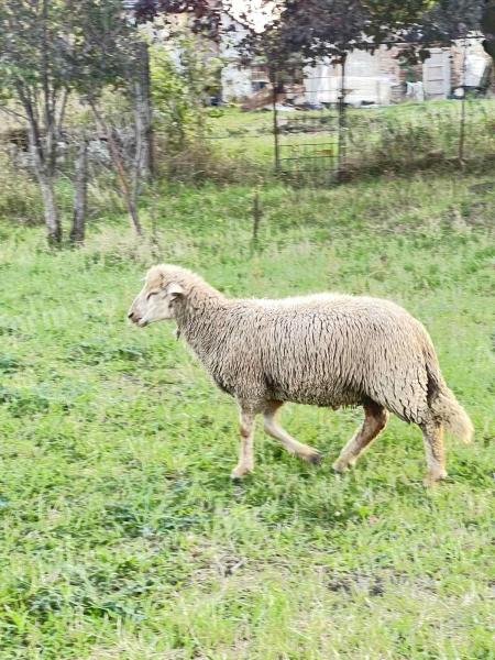 Lamb baskets for sale