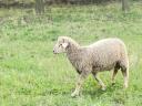 Lamb baskets for sale