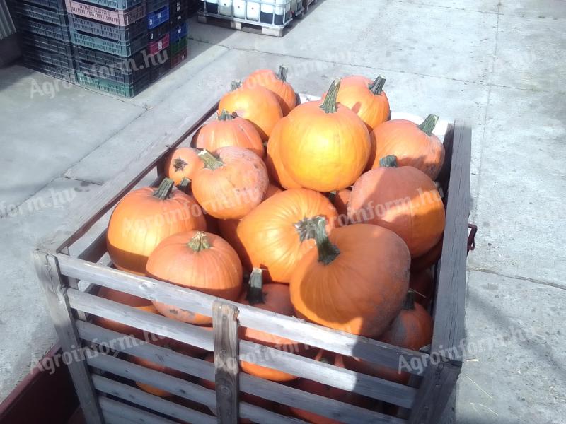 Halloween pumpkin for sale