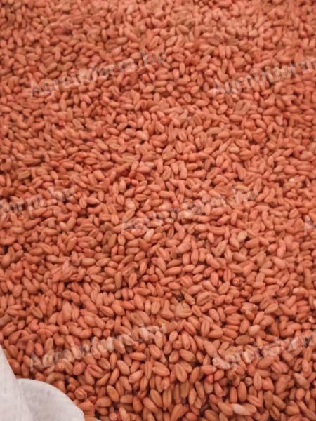 Wheat seeds for sale