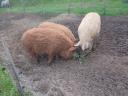 Czerwone tuczniki mangalica