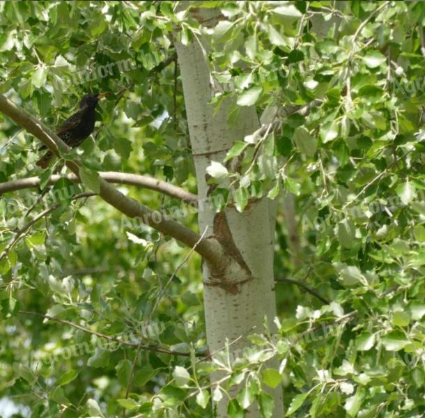 Heimischer Sommerakazienwald zu verkaufen