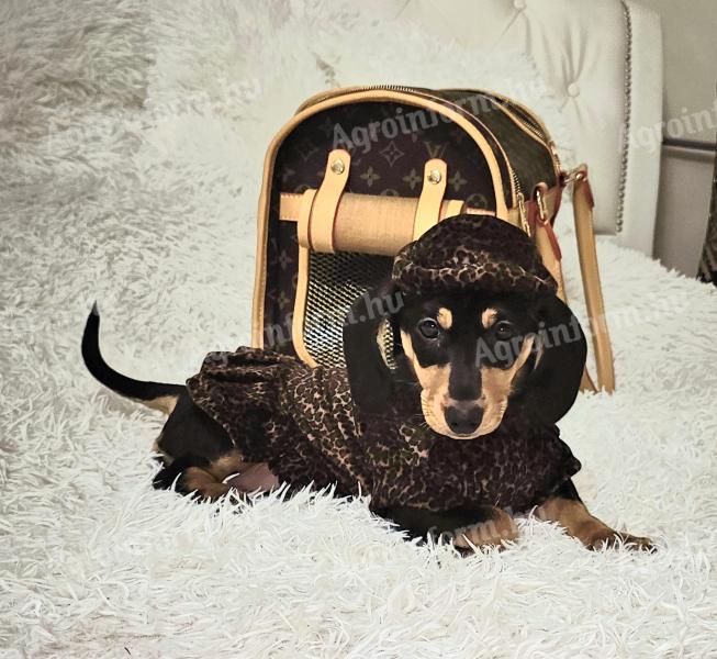 Dwarf dachshund fată