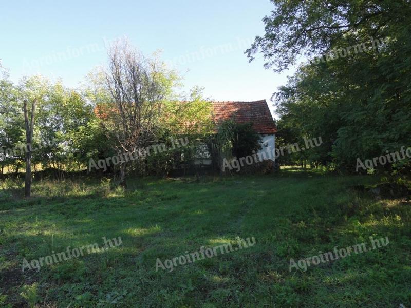 Farm with eight hectares of elderflowers for sale in Imrehegy