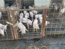 Election piglets for sale