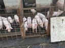 Election piglets for sale