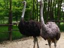 Ostrich pair for sale