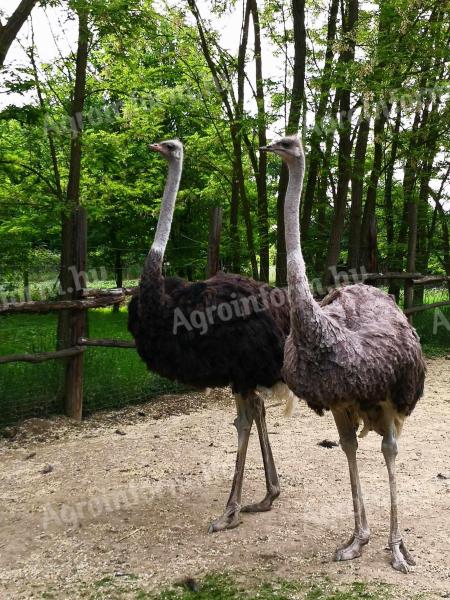 Ostrich pair for sale