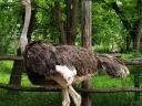 Ostrich pair for sale