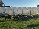 Ewes of mixed age for sale (30 ewes)