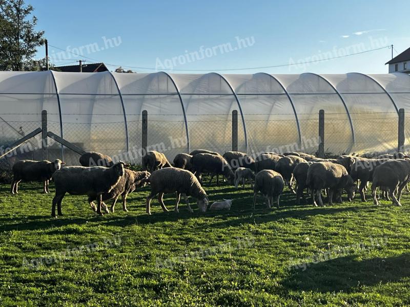 Ewes of mixed age for sale (30 ewes)