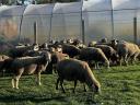 Ewes of mixed age for sale (30 ewes)