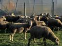 Ewes of mixed age for sale (30 ewes)