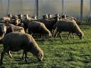 Ewes of mixed age for sale (30 ewes)