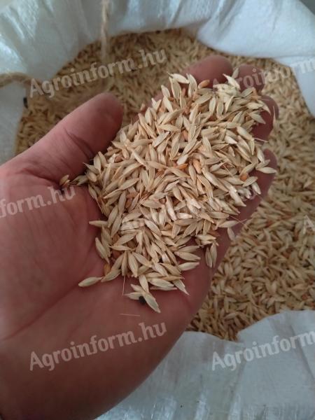 Alakor wheat, chemical free