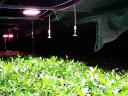 Professional LED plant light, 165 W, full spectrum, 90° beam angle