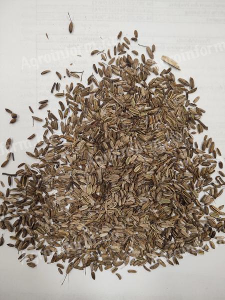 Fennel Seed Purchase (Foeniculum vulgare)