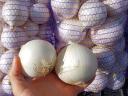 White onions for sale