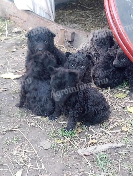 Breed-specific Mudi puppies