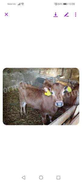 Jersey bull calf for sale