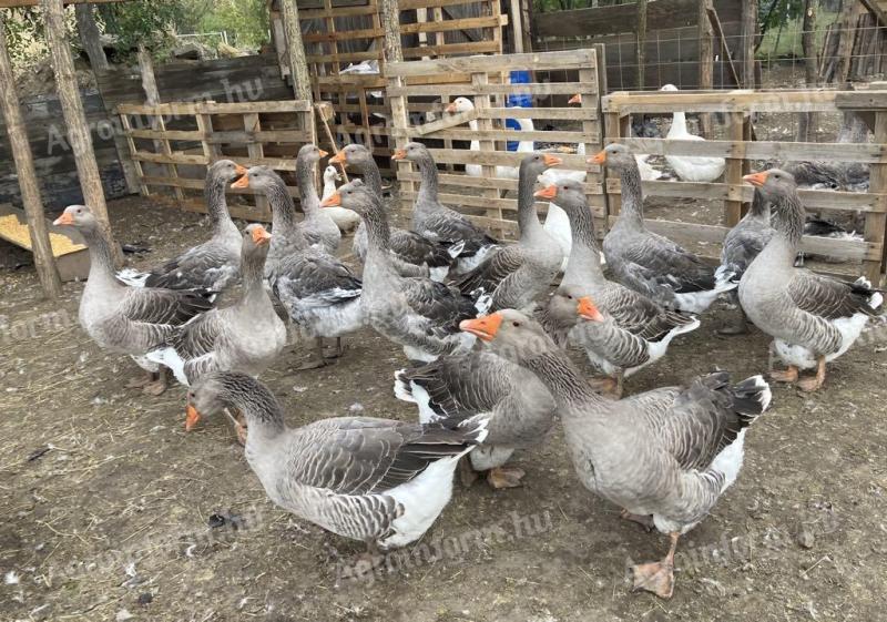 Gans zu verkaufen