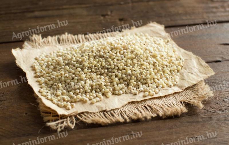 White sorghum for sale in bulk (Záhony)